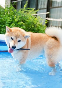 夏を好きになるきっかけ