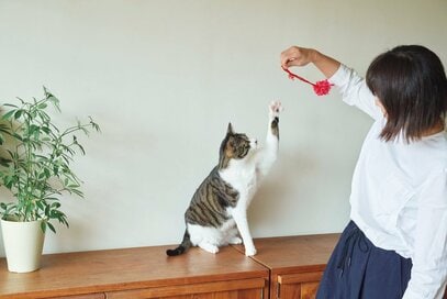 人気料理家の愛猫＆愛犬との暮らし方。「家族の会話が増え、近所の方とも交流が増えました」