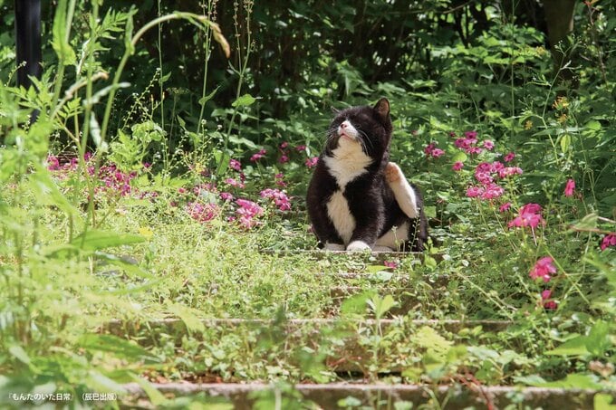 「もんたのいた日常」、猫のもんた。