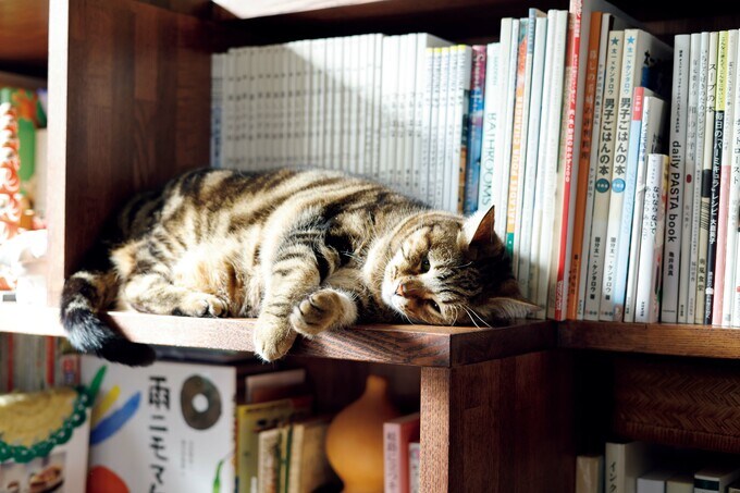 こども(7歳、メス)