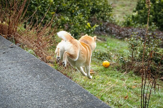 みかんを追いかける犬