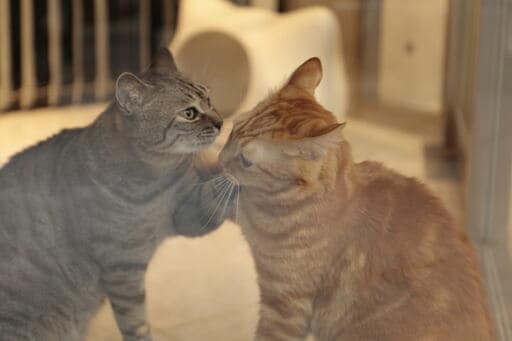 すまいの話しませんか 野村純一郎さん 猫のトラキチくんとカールくん