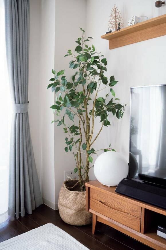 リビングからトイレまで 植物をおしゃれに飾る簡単なコツ Esseonline エッセ オンライン