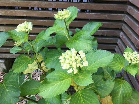 お庭のアジサイはもうひと息