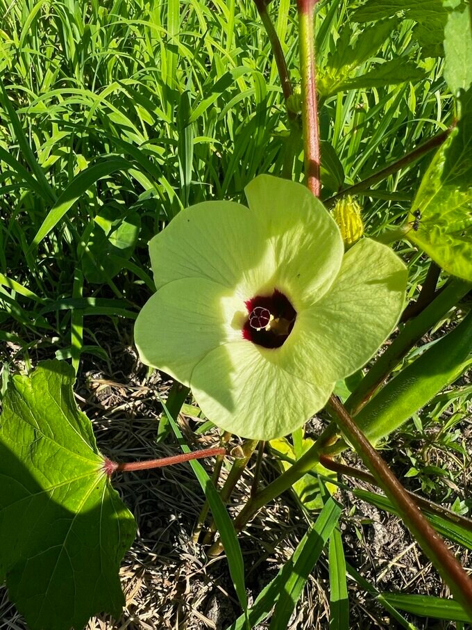 オクラの花はとてもかわいい