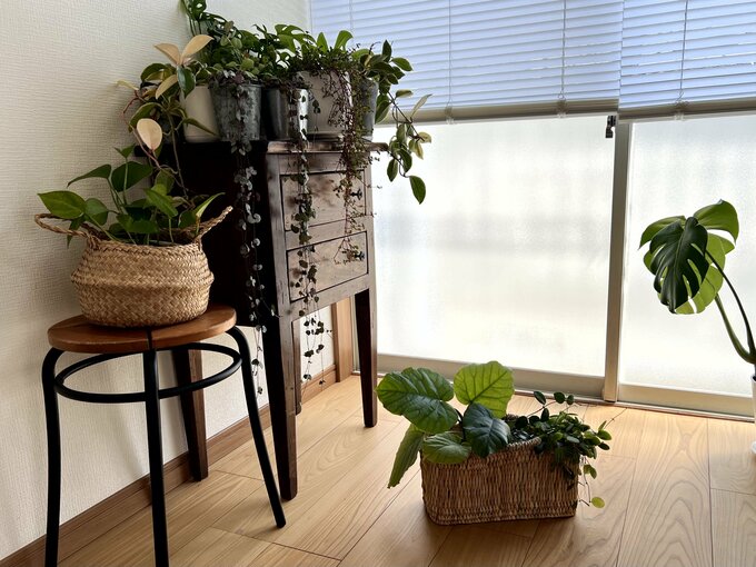 植物カゴ
