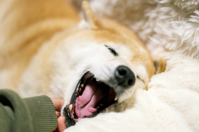 犬