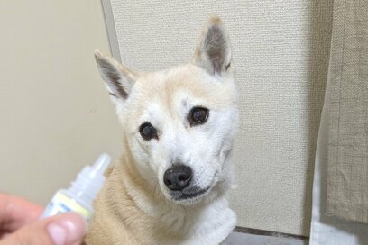 乾燥や加齢で起きる「犬の目やに」。イヤがるわんこに目薬をさそうとして…
