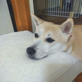 【保護犬マンガ】男の人にビクッとしてた愛犬が…。オットの腕枕で安らぐ顔がかわいすぎ！