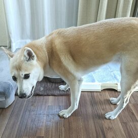 犬だって食欲の秋。手違いで2回目ごはんにワンコが思わずにんまり