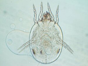 コナヒョウヒダニ