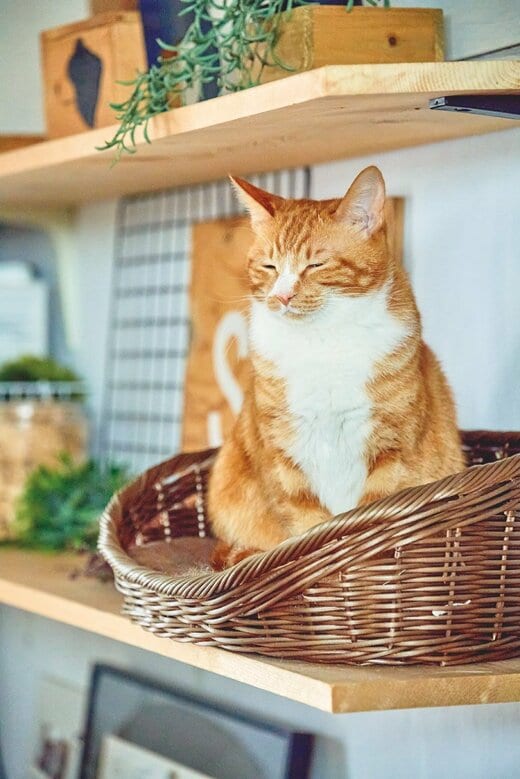 猫