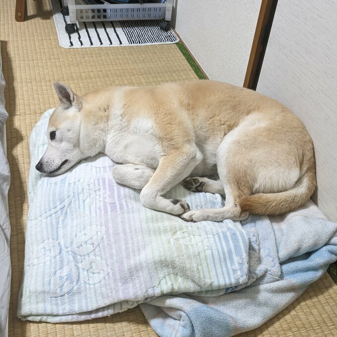 布団で寝るふうちゃん