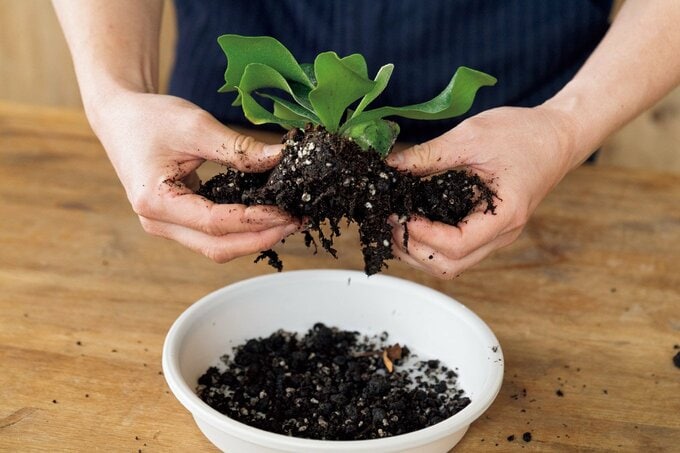 ビカクシダの苗をポットから出す