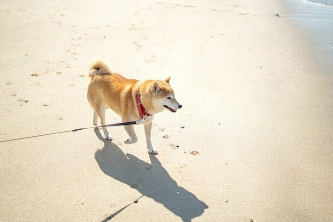 かけだす犬
