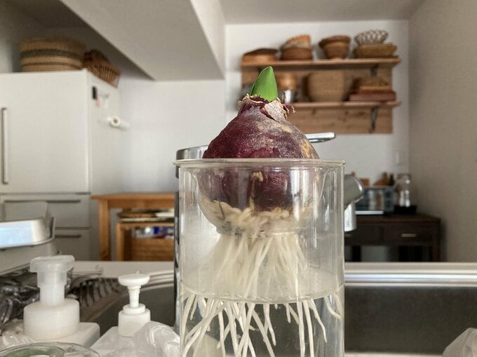 ヒヤシンスの実