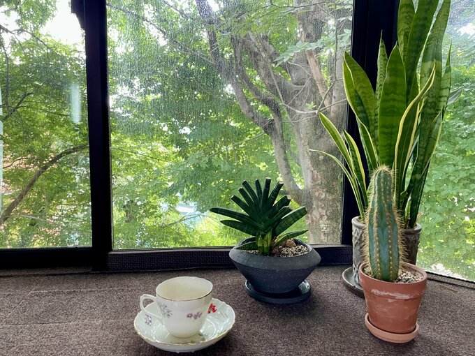 窓際の観葉植物