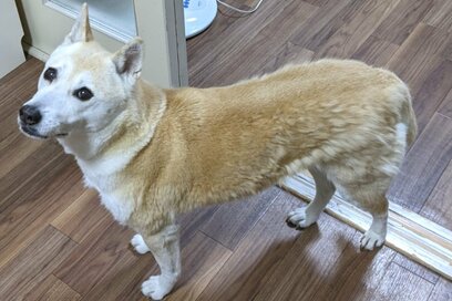 犬の換毛期が到来！抜け毛の量に戸惑うも、期間限定のぼわぼわもかわいくて…