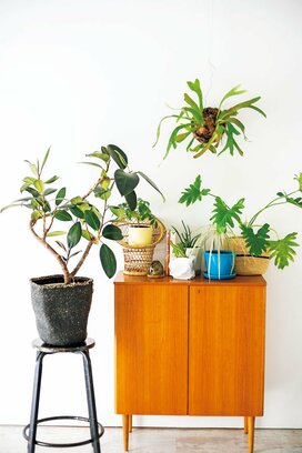 お気に入りの観葉植物でお部屋をジャングル化。ちょっとしたアイテムで癒しをプラス