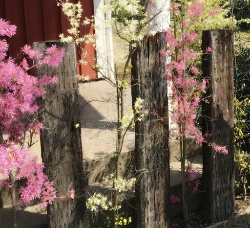 枕木とトキワマンサクの外構