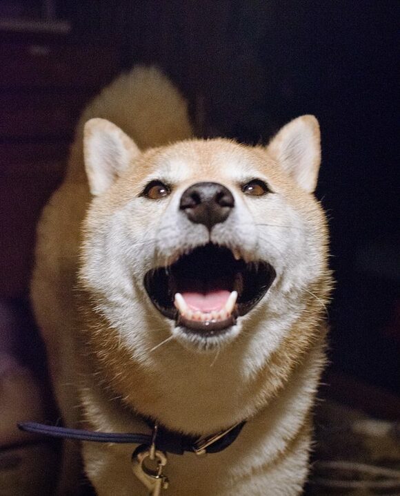 暗闇の中でも犬の顔がよく見える