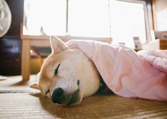 「ようやく守らなければならないものができたんだ、君だ」