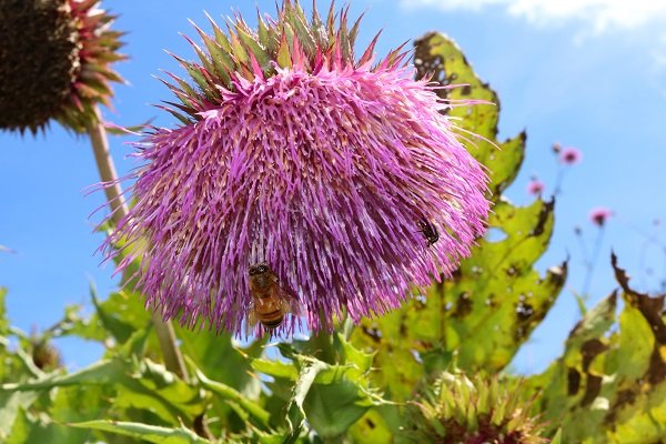 庭に植えたアザミ
