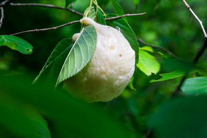 モリアオガエルの卵塊