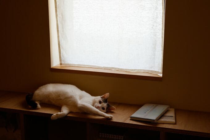 木の香りいっぱいの窓辺で日向ぼっこする飼い猫