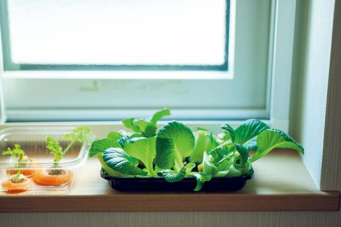 窓際に野菜