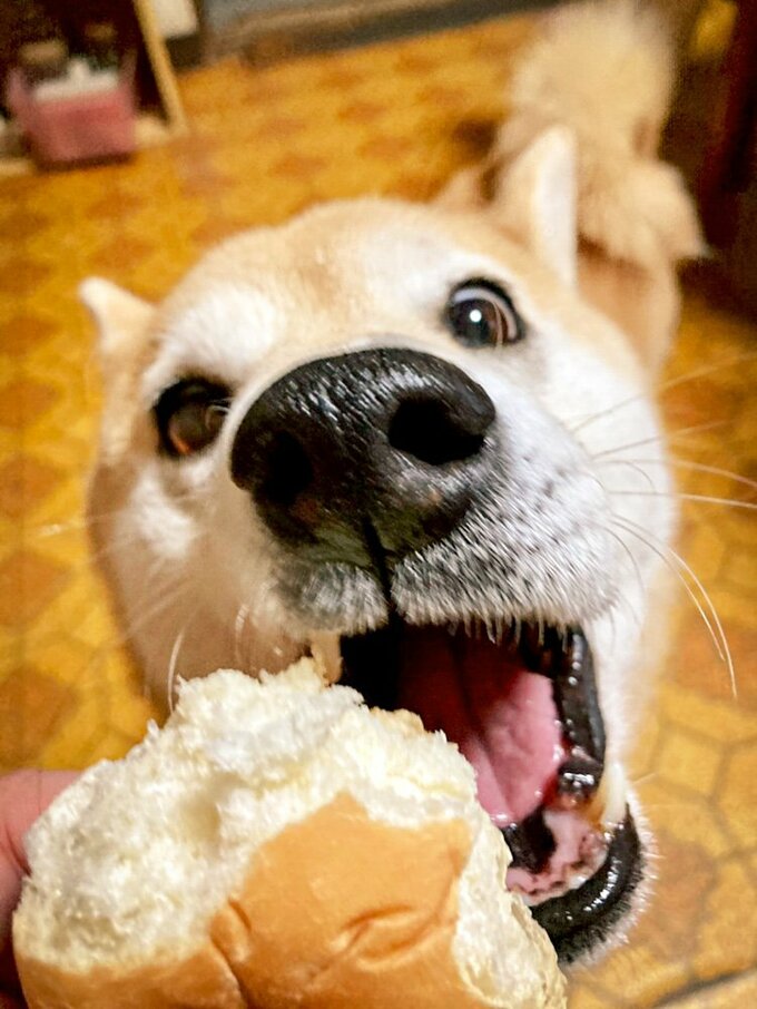 食べ物を食べようとする犬