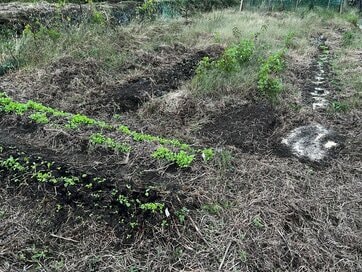 遅れておきながら急にやってきた秋。今の異常気象に農家として思うこと