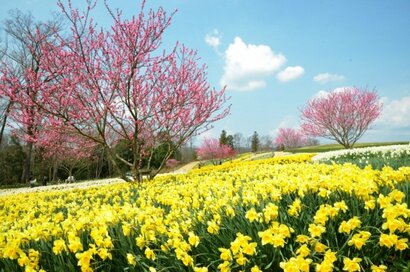 開運、スイーツ、お花畑…。春の島根・広島は楽しい！がいっぱい