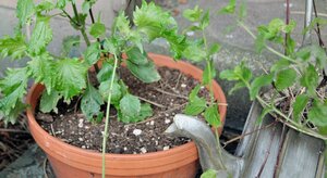 庭先で持て余していたハーブを大量投入!