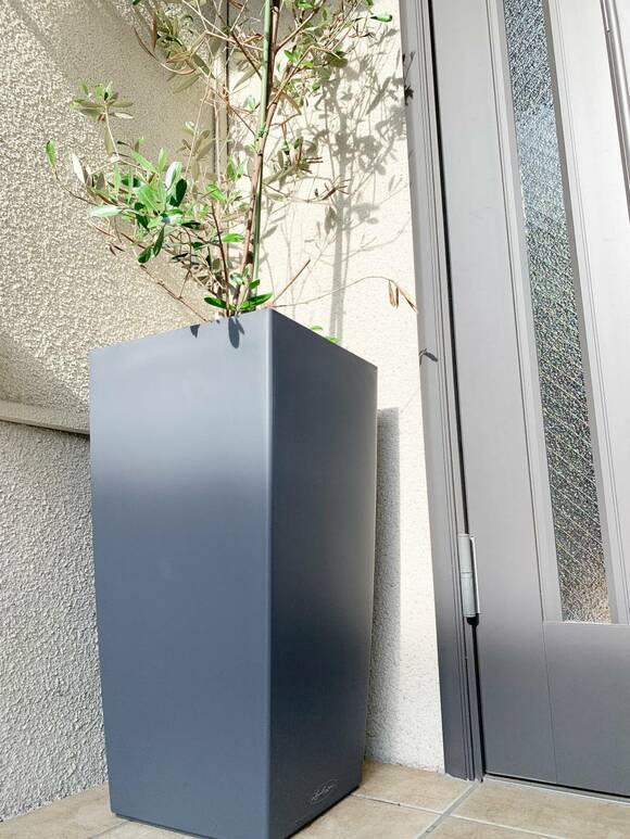 黒プランターに植物