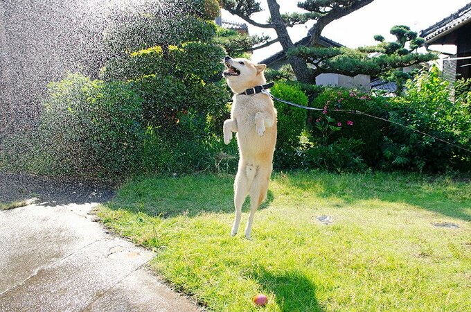 川の水をすくって空に放ってやると犬が飛んでくる