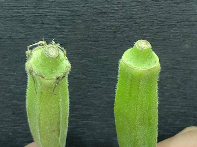 黒ずんでいるオクラとキレイなオクラ