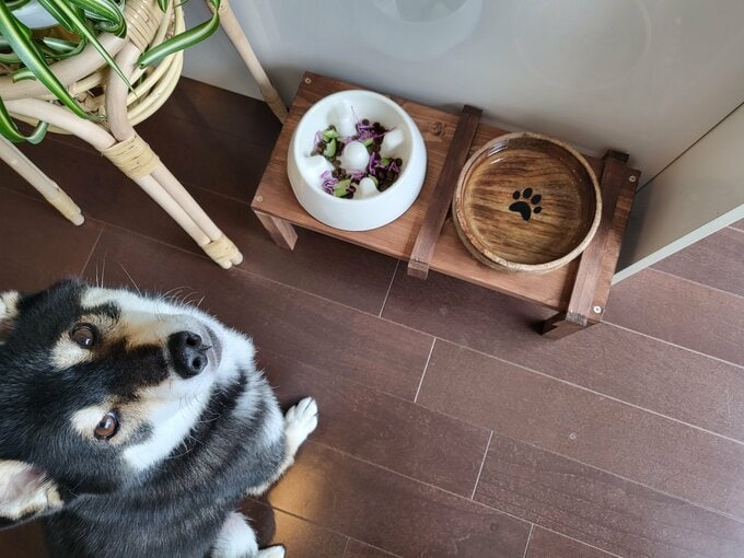 愛犬用のテーブル