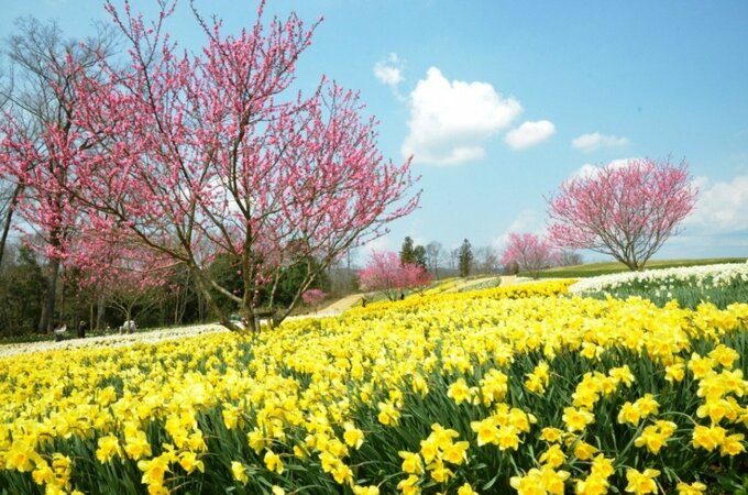 国営備北丘陵公園