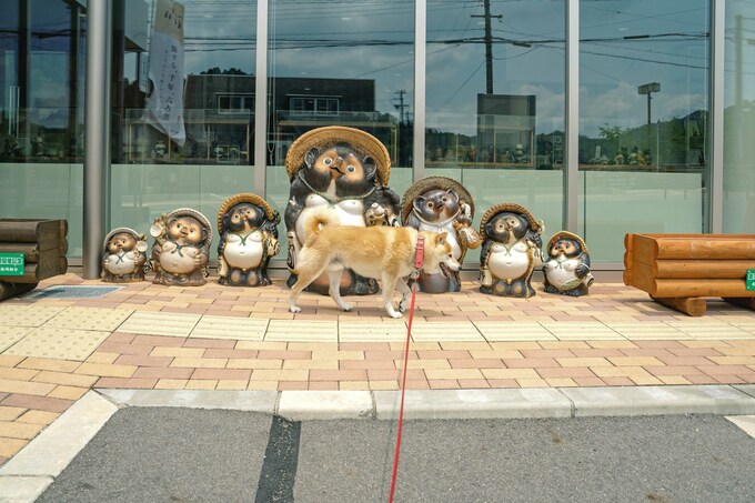 焼き物の里で信楽たぬきと犬の出会い わが家に幸せを招くもの Esseonline エッセ オンライン