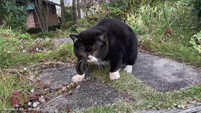 歩くもんた