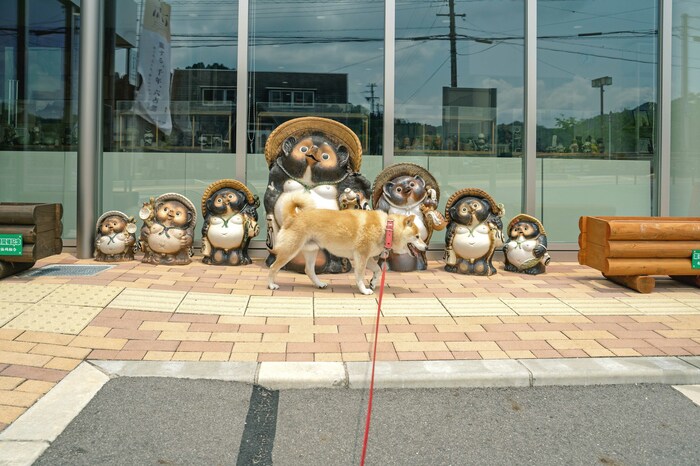 焼き物の里で信楽たぬきと犬の出会い。わが家に幸せを招くもの | ESSEonline（エッセ オンライン）