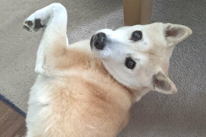 なでられるのが好きなワンコ。訴えかけてくる目の「圧」がすごい