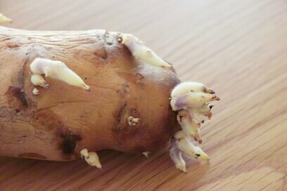 芽が出たじゃがいもは食べるより「育てる」。家庭菜園初心者にぴったりな理由