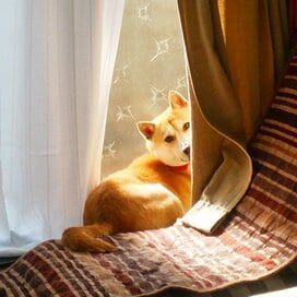 【保護犬マンガ】「それ、マジでやってるの？」。不器用すぎるわんこの「ごまかし」顔にキュンッ！