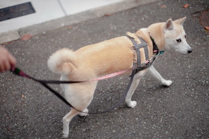 犬の散歩
