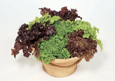 採れたてがウマイ！種苗メーカーに聞いた、自宅で育てやすい野菜ランキング！