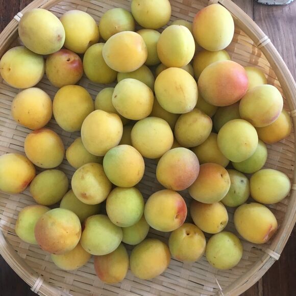 旬の梅干し仕込み