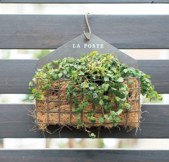 アイアンカゴでグリーンを壁面にディスプレー