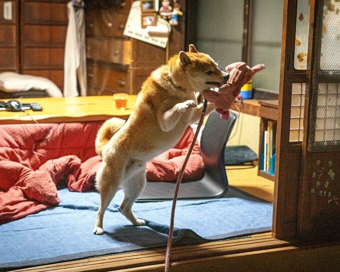 ぬいぐるみをキャッチする犬